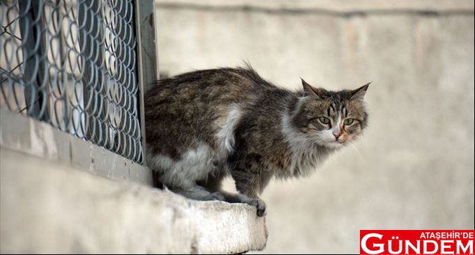 ATAŞEHİR'DE KEDİ KATLİAMI  ATAŞEHİR’DE KEDİ KATLİAMI ATATAŞEHİRDE GÜNDEM